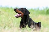 DOBERMANN 1285